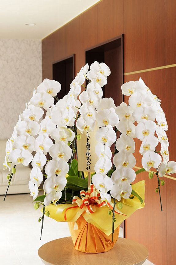 手持ち配送 豪華胡蝶蘭5本立（白）5万円コース（75～85輪程度 