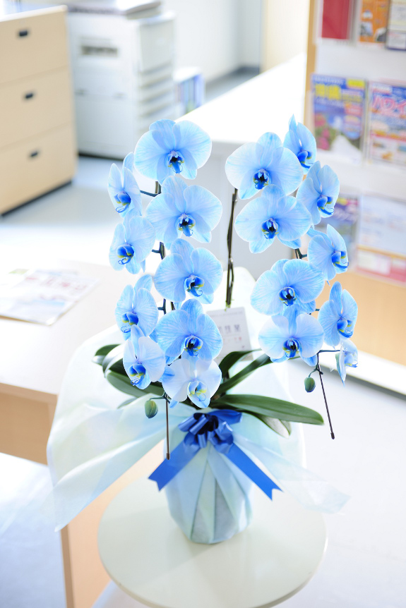 契約農家よりお届けする特殊な技術を用いて青色に染められた胡蝶蘭です。