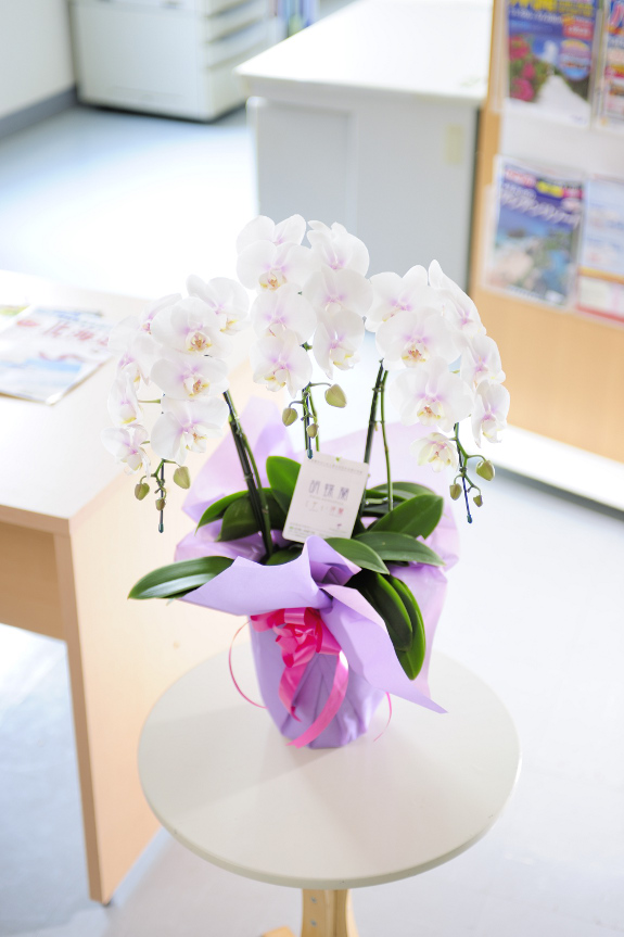 お祝い花のギフトやご家庭で楽しむのにぴったりのミニ胡蝶蘭ミディ