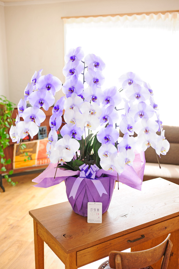 一般の生花店ではまず手に入らない、特定の技術を持つ契約農家のみが栽培できる貴重価値の高い胡蝶蘭を産地直送でお届け致します。
