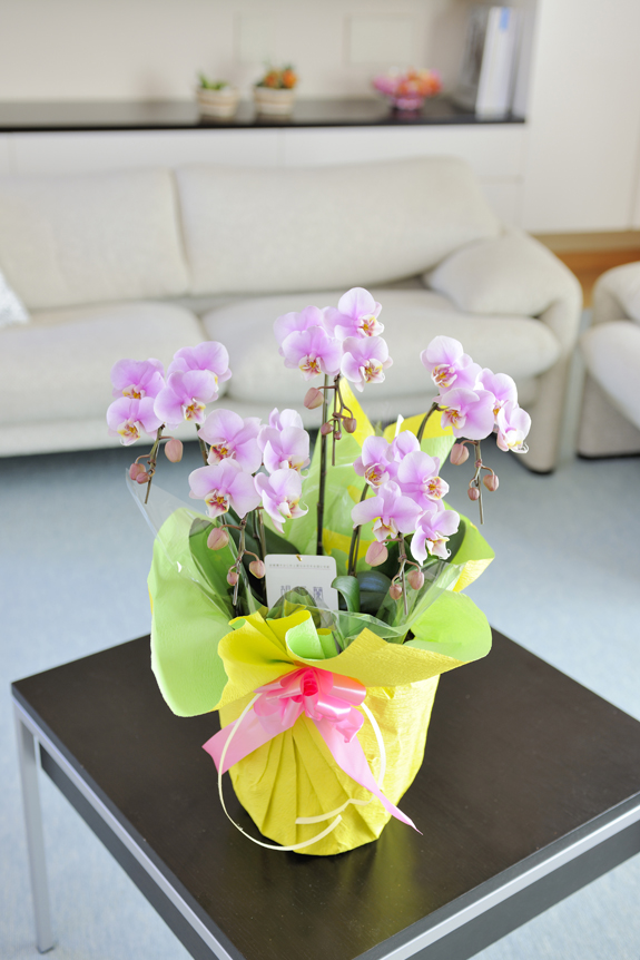 明るくにぎやかなプレゼントカラフルなミニ胡蝶蘭！花びら４５輪以上の豪華５本です。
※こちらは淡ピンクのお色タイプとなります。