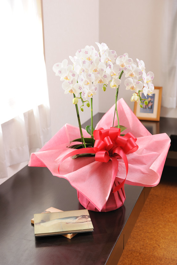 春夏秋冬の季節感をミニ胡蝶蘭の花びらにお化粧しました！