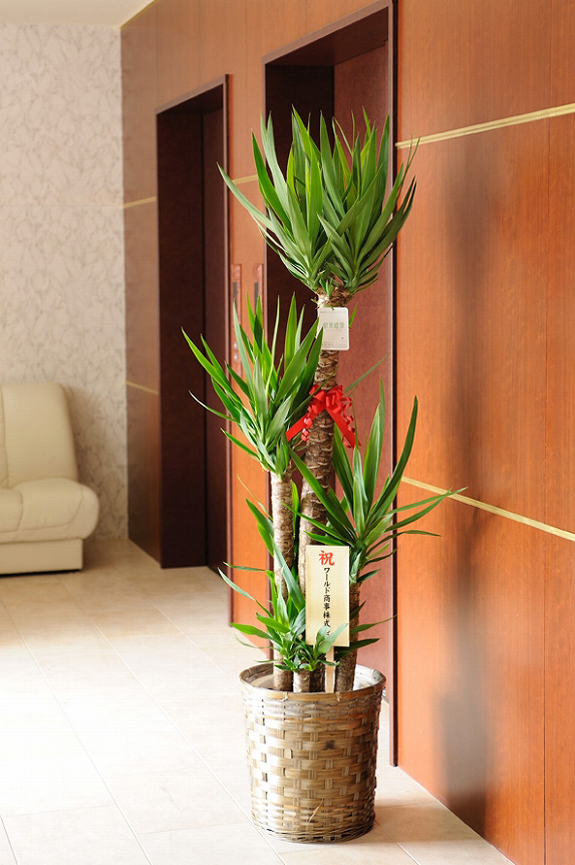 【電報・祝電付き】観葉植物　ユッカ・エレファンティペス　10号※バスケット鉢カバー付【花言葉カード付】