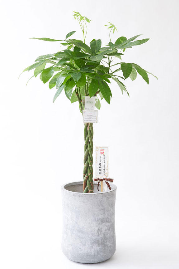 <p>お洒落な鉢カバー付きの観葉植物には、統一のデザインで高級感を演出するオリジナル立札と花言葉カードが無料で付いています。</p>