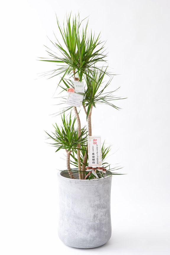 <p>お洒落な鉢カバー付きの観葉植物には、統一のデザインで高級感を演出するオリジナル立札と花言葉カードが無料で付いています。</p>