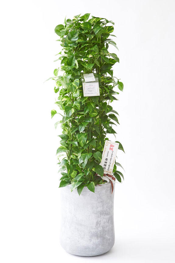 <p>お洒落な鉢カバー付きの観葉植物には、統一のデザインで高級感を演出するオリジナル立札と花言葉カードが無料で付いています。</p>