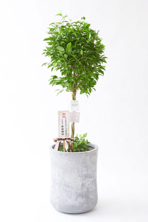<p>お洒落な鉢カバー付きの観葉植物には、統一のデザインで高級感を演出するオリジナル立札と花言葉カードが無料で付いています。</p>