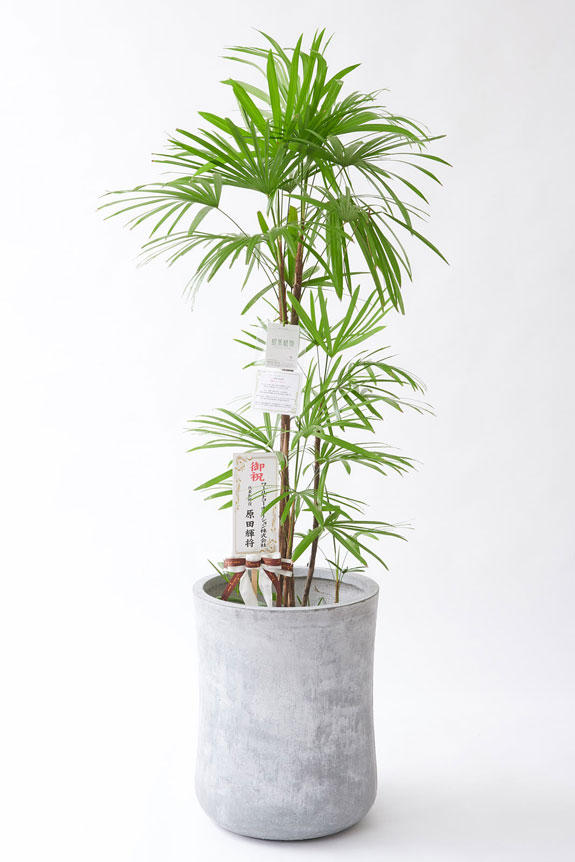 <p>お洒落な鉢カバー付きの観葉植物には、統一のデザインで高級感を演出するオリジナル立札と花言葉カードが無料で付いています。</p>