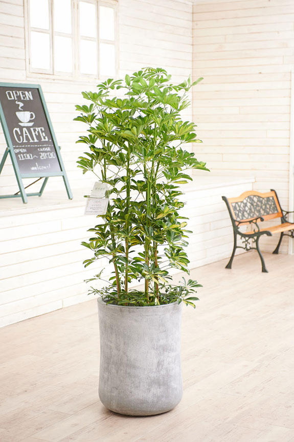 硬質で重厚感を感じさせる鉢カバーが観葉植物シェフレラ（斑入りホンコン）にお洒落さをプラスに演出します。