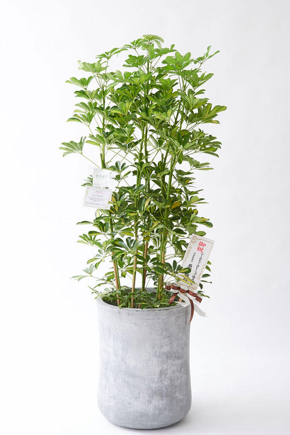 <p>お洒落な鉢カバー付きの観葉植物には、統一のデザインで高級感を演出するオリジナル立札と花言葉カードが無料で付いています。</p>
