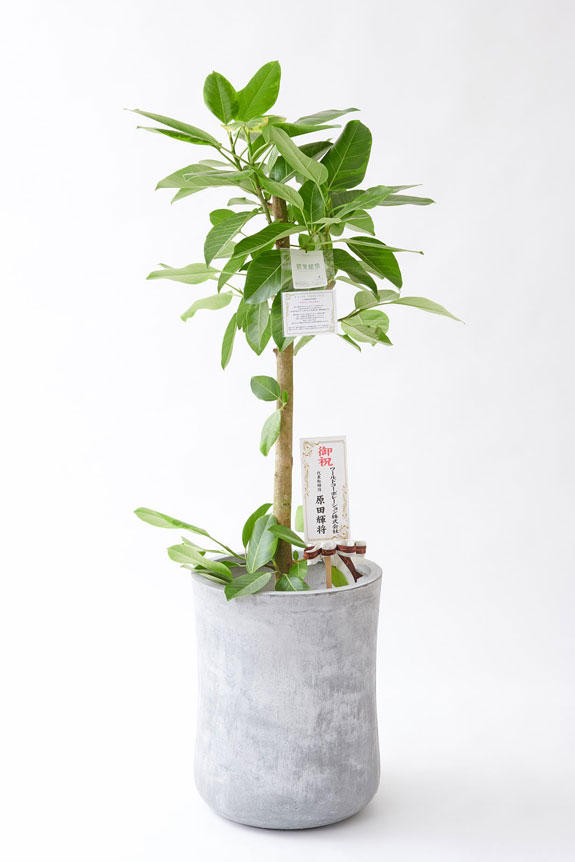<p>お洒落な鉢カバー付きの観葉植物には、統一のデザインで高級感を演出するオリジナル立札と花言葉カードが無料で付いています。</p>