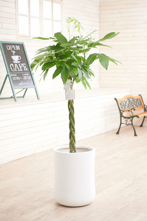 爽やかな南欧風の鉢カバーが観葉植物パキラにお洒落さをプラスに演出します。