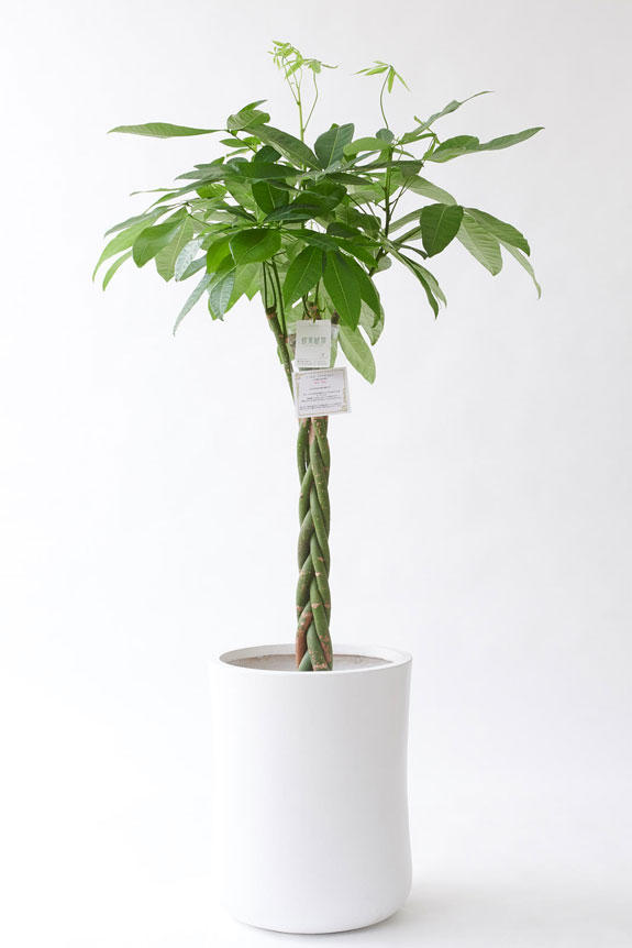 <p>人気の観葉植物に素敵なデザインのインテリア鉢カバーがセットになったお洒落な一品です。</p>