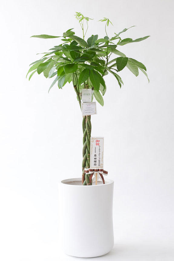 <p>お洒落な鉢カバー付きの観葉植物には、統一のデザインで高級感を演出するオリジナル立札と花言葉カードが無料で付いています。</p>
