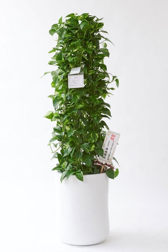 <p>お洒落な鉢カバー付きの観葉植物には、統一のデザインで高級感を演出するオリジナル立札と花言葉カードが無料で付いています。</p>
