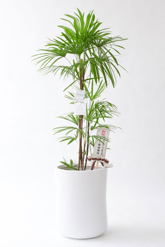 <p>お洒落な鉢カバー付きの観葉植物には、統一のデザインで高級感を演出するオリジナル立札と花言葉カードが無料で付いています。</p>
