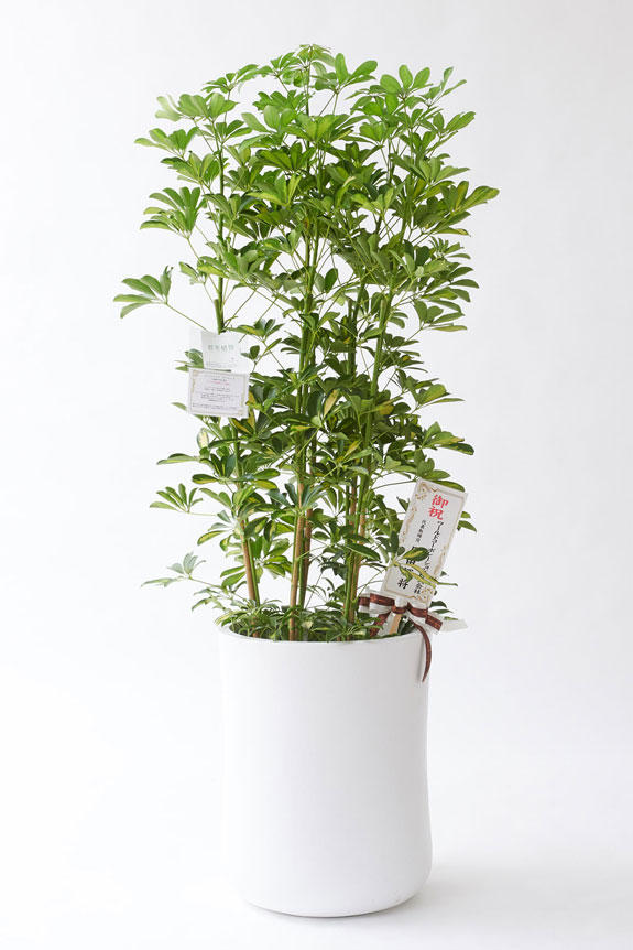 <p>お洒落な鉢カバー付きの観葉植物には、統一のデザインで高級感を演出するオリジナル立札と花言葉カードが無料で付いています。</p>