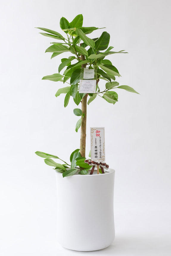 <p>お洒落な鉢カバー付きの観葉植物には、統一のデザインで高級感を演出するオリジナル立札と花言葉カードが無料で付いています。</p>
