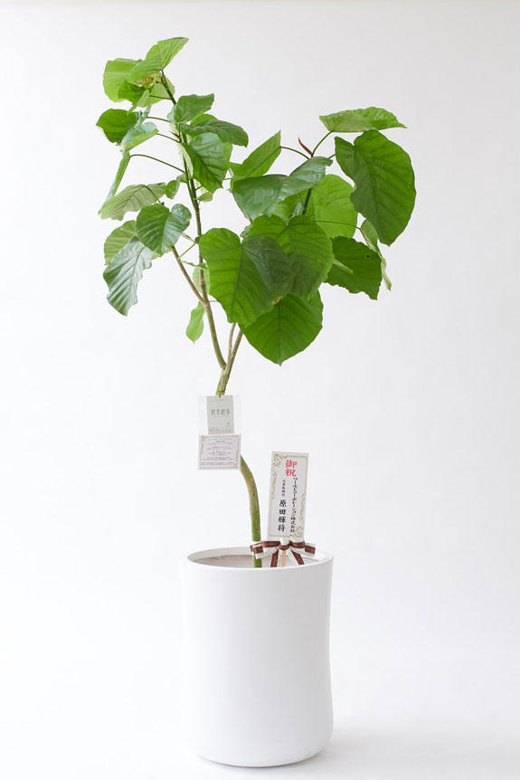 <p>お洒落な鉢カバー付きの観葉植物には、統一のデザインで高級感を演出するオリジナル立札と花言葉カードが無料で付いています。</p>