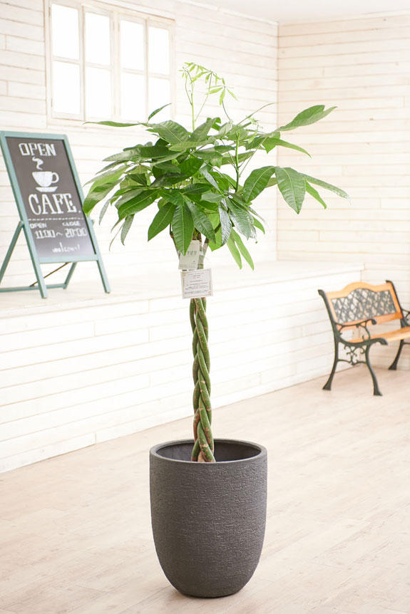 高級感のある丸みを帯びた鉢カバーが観葉植物パキラにお洒落さをプラスに演出します。