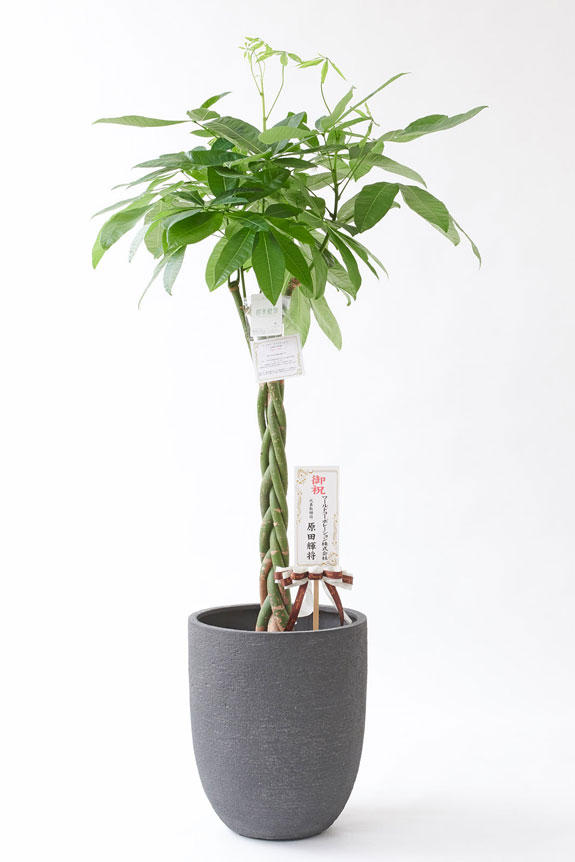 <p>お洒落な鉢カバー付きの観葉植物には、統一のデザインで高級感を演出するオリジナル立札と花言葉カードが無料で付いています。</p>