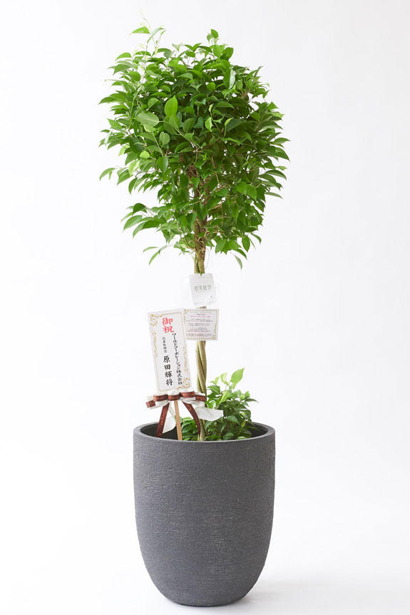 <p>お洒落な鉢カバー付きの観葉植物には、統一のデザインで高級感を演出するオリジナル立札と花言葉カードが無料で付いています。</p>