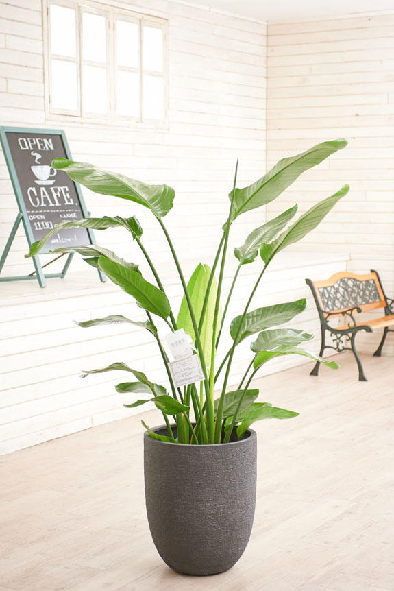 高級感のある丸みを帯びた鉢カバーが観葉植物ストレリチア・オーガスタにお洒落さをプラスに演出します。