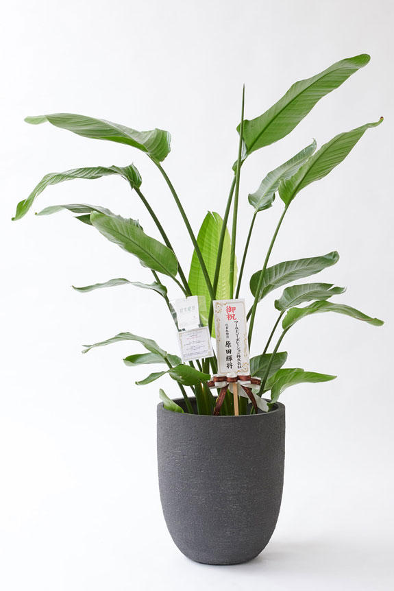 <p>お洒落な鉢カバー付きの観葉植物には、統一のデザインで高級感を演出するオリジナル立札と花言葉カードが無料で付いています。</p>