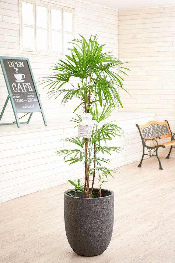 高級感のある丸みを帯びた鉢カバーが観葉植物シュロチクにお洒落さをプラスに演出します。