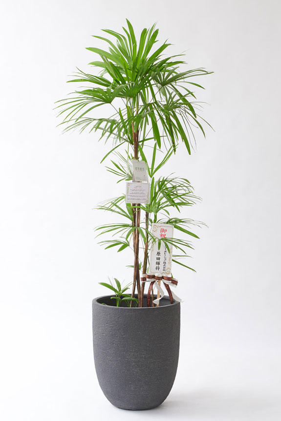 <p>お洒落な鉢カバー付きの観葉植物には、統一のデザインで高級感を演出するオリジナル立札と花言葉カードが無料で付いています。</p>