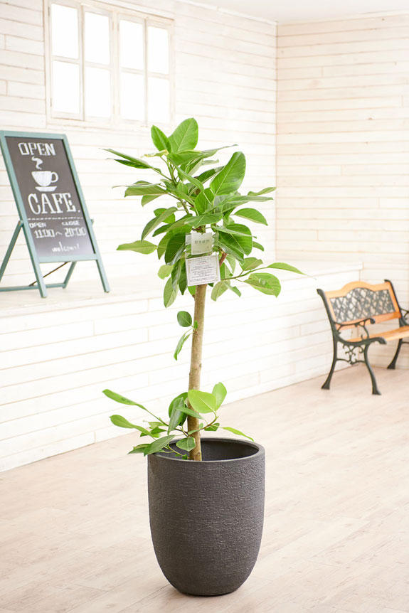 高級感のある丸みを帯びた鉢カバーが観葉植物フィカス・アルテシーマにお洒落さをプラスに演出します。