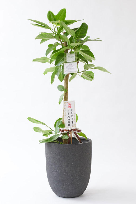 <p>お洒落な鉢カバー付きの観葉植物には、統一のデザインで高級感を演出するオリジナル立札と花言葉カードが無料で付いています。</p>