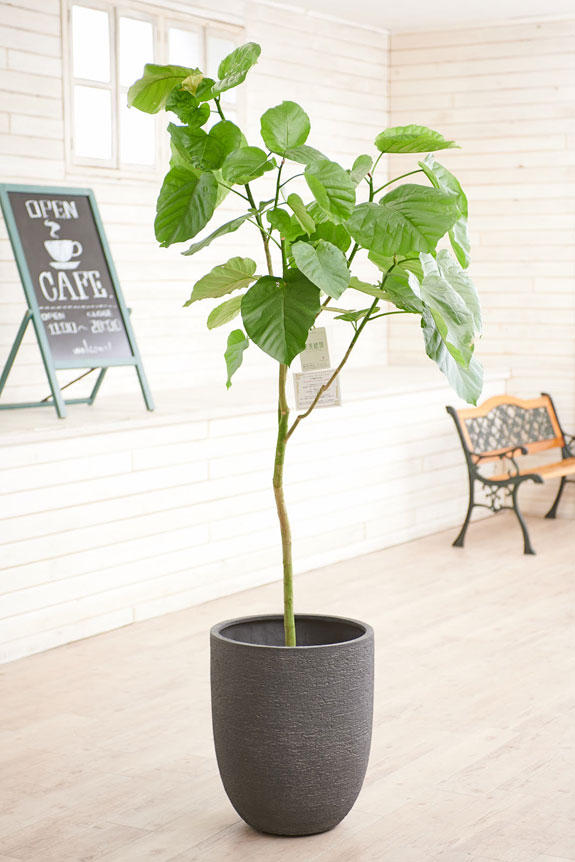 高級感のある丸みを帯びた鉢カバーが観葉植物ストレリチア・オーガスタにお洒落さをプラスに演出します。