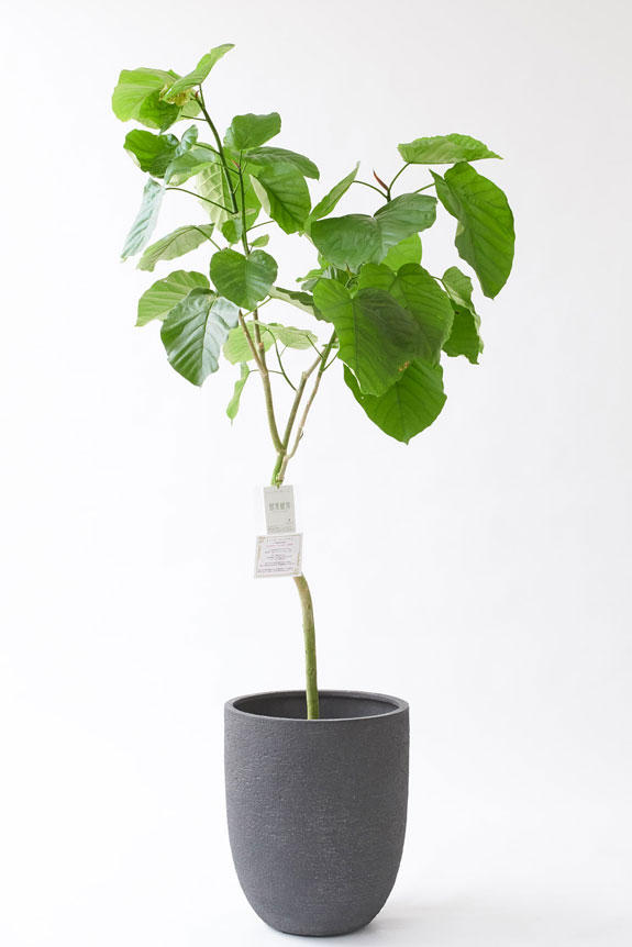 <p>人気の観葉植物に素敵なデザインのインテリア鉢カバーがセットになったお洒落な一品です。</p>