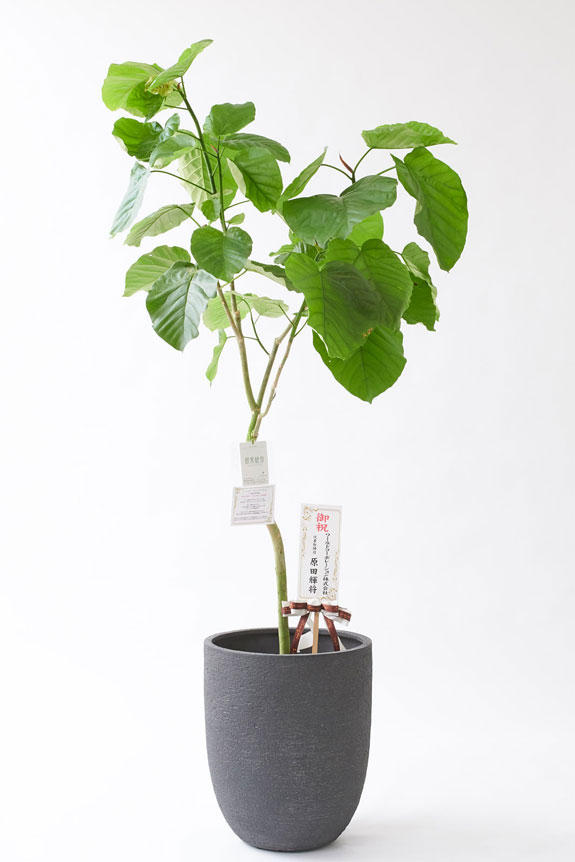 <p>お洒落な鉢カバー付きの観葉植物には、統一のデザインで高級感を演出するオリジナル立札と花言葉カードが無料で付いています。</p>