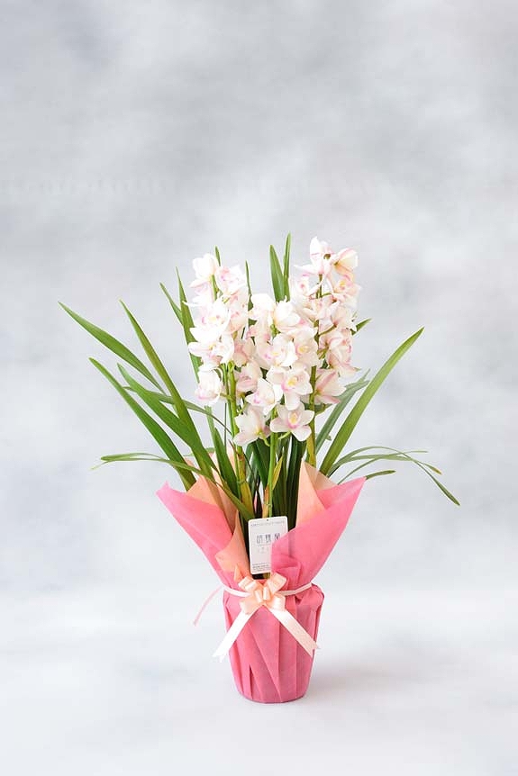 <p>メッセージカードをお付けしています。
※カードは文書を30文字程度までメッセージの記載が可能です。</p>