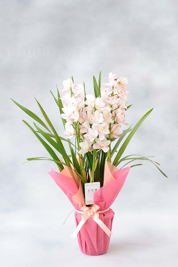 <p>全品に当店連絡先入りのショップタグを付けておりますので、万が一、配送中に品質へ影響が出た場合にもすぐにお届け先より連絡をいただけます。
※裏面にはお花の管理方法を記載しています。</p>