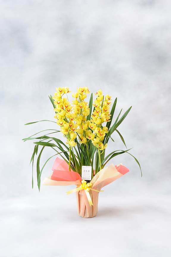 <p>メッセージカードをお付けしています。
※カードは文書を30文字程度までメッセージの記載が可能です。</p>