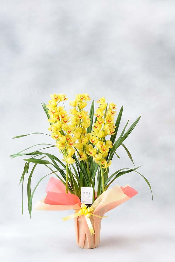 <p>全品に当店連絡先入りのショップタグを付けておりますので、万が一、配送中に品質へ影響が出た場合にもすぐにお届け先より連絡をいただけます。
※裏面にはお花の管理方法を記載しています。</p>