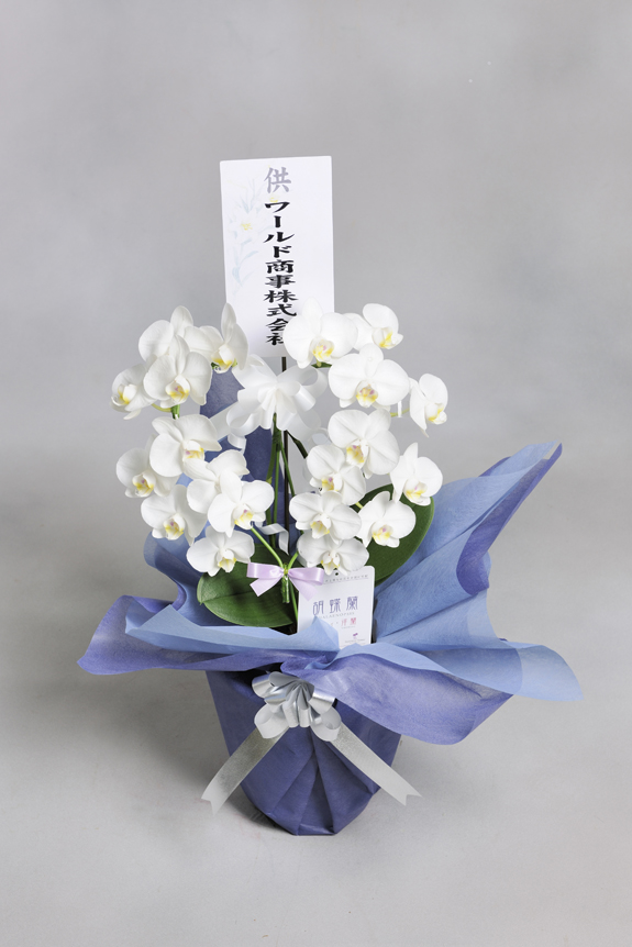 ハート型のミニ胡蝶蘭をお悔やみ用にアレンジ、故人を偲ぶ可愛らしいお供え花です。
