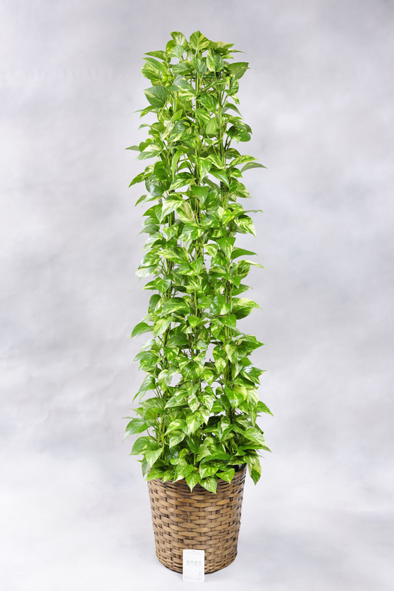 <p>光沢ある葉が美しい人気の観葉植物ポトス。</p>