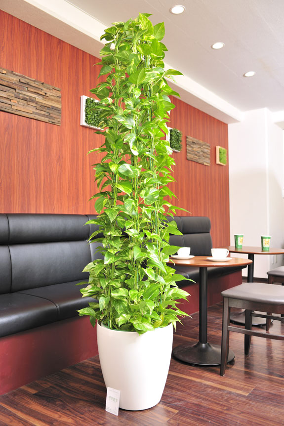 <p>人気の観葉植物ポトスは店舗のインテリアとしてもGood！</p>