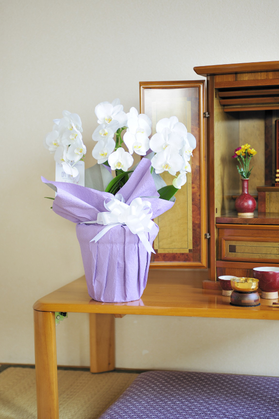 ミニ胡蝶蘭をお供え仕様にアレンジ、手狭なご自宅へのお届けも安心の供花です。