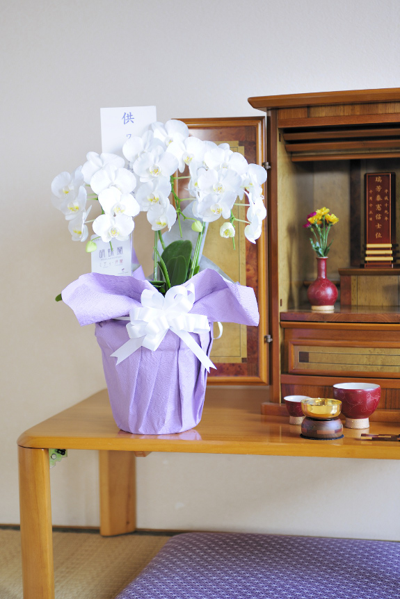 ミニ胡蝶蘭をお供え仕様にアレンジ、手狭なご自宅へのお届けも安心の供花です。