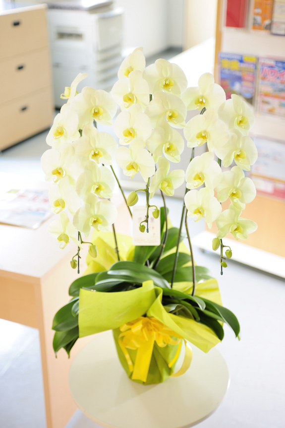 色鮮やかで暖かみ溢れる黄色系の胡蝶蘭です。