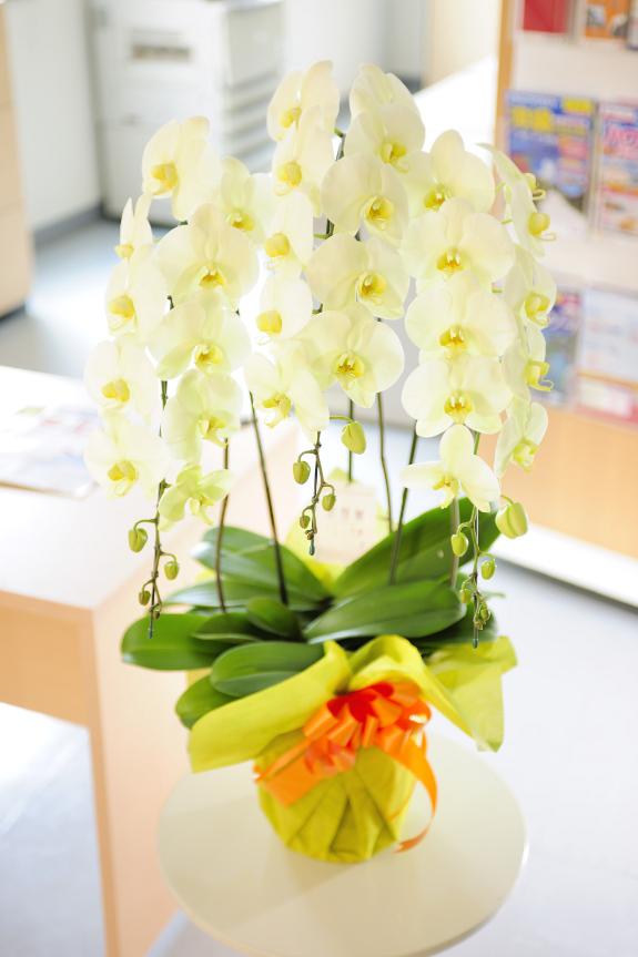 ワンランク上の可憐な胡蝶蘭！色鮮やかで暖かみ溢れる黄色系の胡蝶蘭