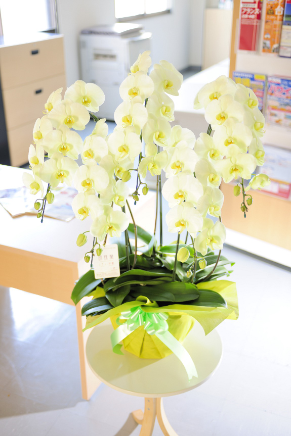 輪数（花びら）は55輪を超え、高さ、ボリュームなど見栄えとしてはハイグレードな胡蝶蘭に仕上がっております。お届け先のお客様には必ず喜んでいただける一鉢です。