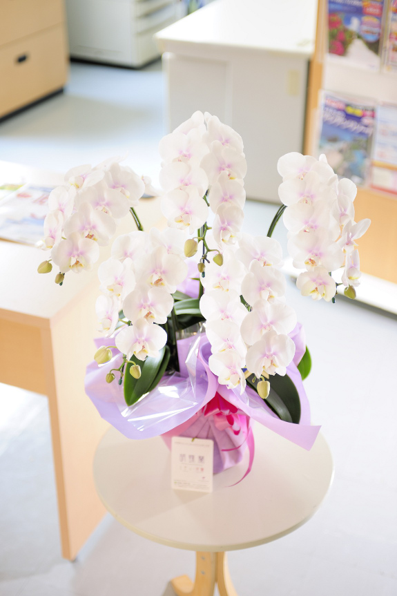 <p>ファーストラブは白い花びらにピンクが散りばめられたようなお花です。とても可愛らしい印象で、女性へのプレゼントとして喜ばれております。</p>