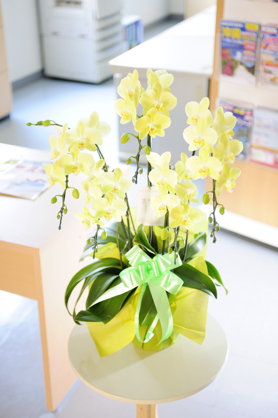 活発で鮮やかに咲く黄色のお花がとても印象的なお花です。