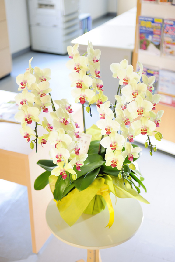 明るく華やかな胡蝶蘭で、中央が赤くなっているのが特徴の一つです。